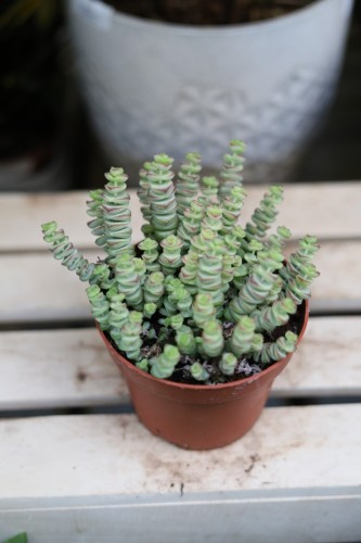 Crassula marnieriana Hottentot (3).JPG