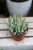Crassula marnieriana Hottentot (3).JPG