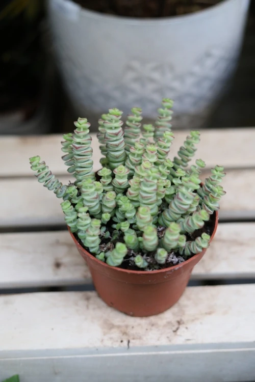 Crassula marnieriana Hottentot (3).JPG