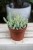 Crassula marnieriana Hottentot (4).JPG