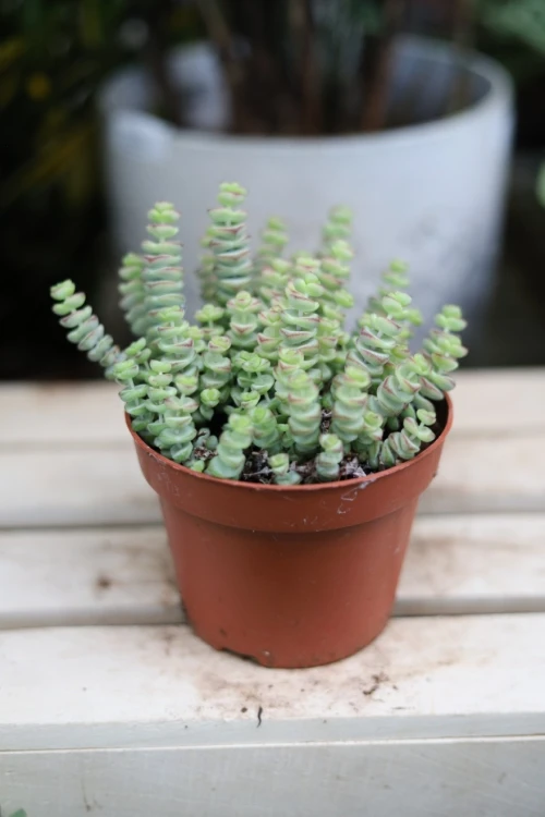Crassula marnieriana Hottentot (4).JPG