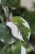 PHILODENDRON WHITE KNIGHT (1).JPG