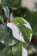 PHILODENDRON WHITE KNIGHT (1).JPG