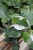 PHILODENDRON WHITE KNIGHT (2).JPG