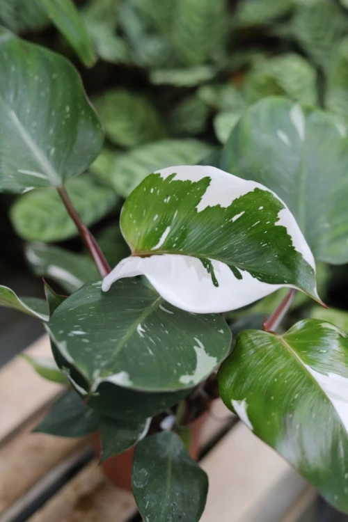 PHILODENDRON WHITE KNIGHT (2).JPG