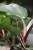 PHILODENDRON WHITE KNIGHT (3).JPG