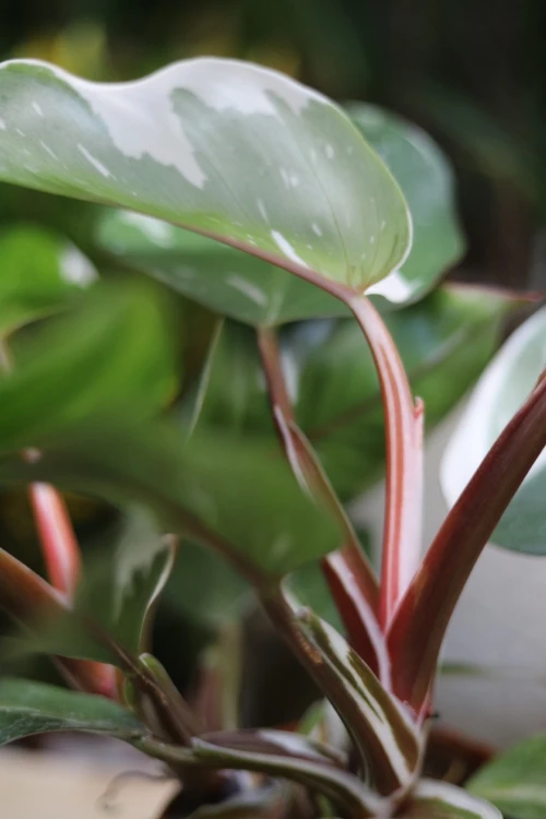 PHILODENDRON WHITE KNIGHT (3).JPG
