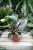 PHILODENDRON WHITE KNIGHT (4).JPG