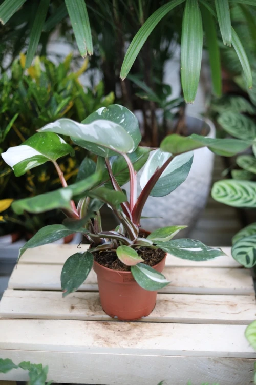 PHILODENDRON WHITE KNIGHT (4).JPG