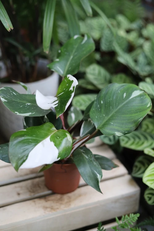 PHILODENDRON WHITE KNIGHT (5).JPG
