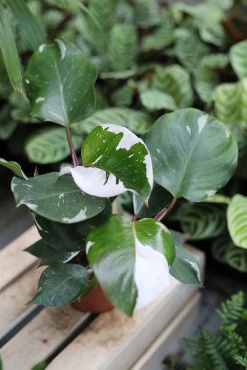 PHILODENDRON WHITE KNIGHT (6).JPG