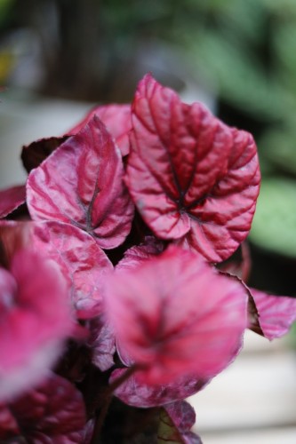 begonia inca flame (1).JPG