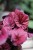 begonia inca flame (1).JPG