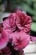 begonia inca flame (1).JPG