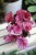 begonia inca flame (2).JPG