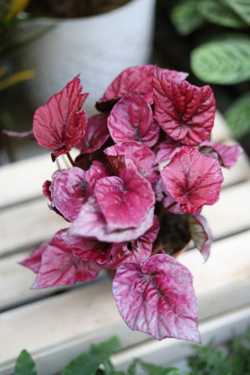 begonia inca flame (2).JPG