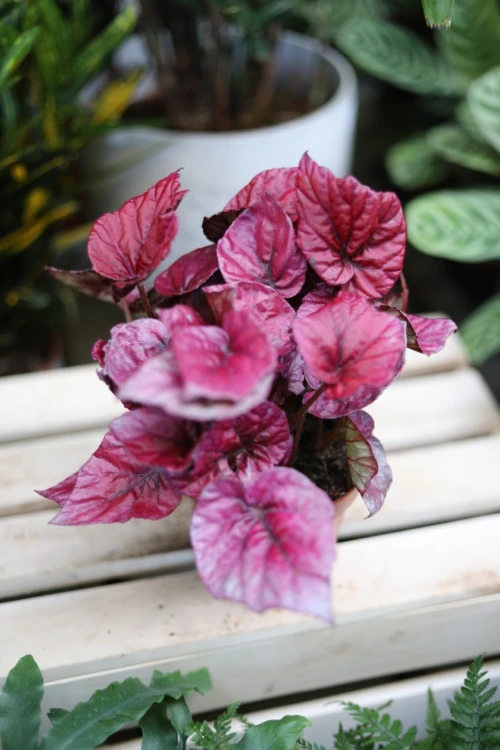 begonia inca flame (3).JPG