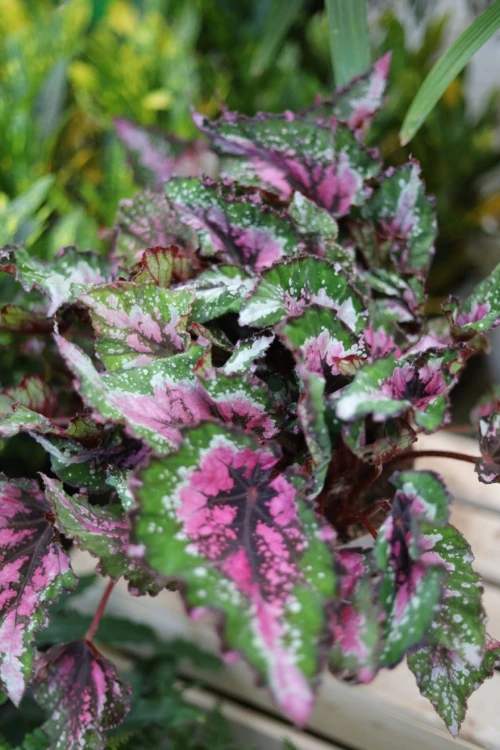 Begonia Alaska Creek XL (1).JPG