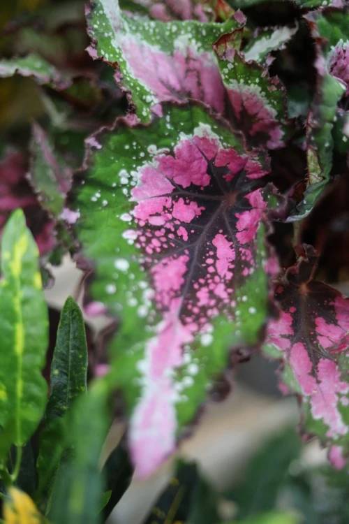 Begonia Alaska Creek XL (2).JPG