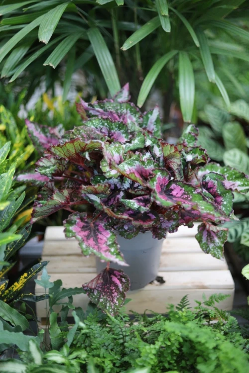 Begonia Alaska Creek XL (3).JPG
