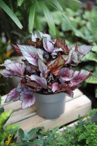 begonia maori haze xl (1).JPG