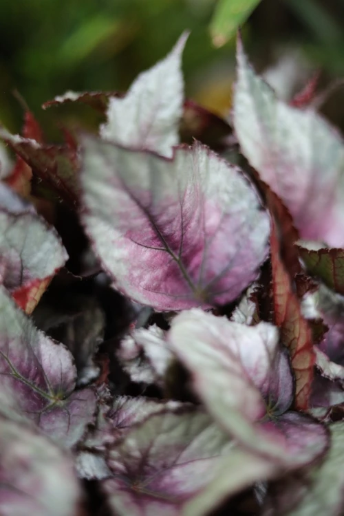 begonia maori haze xl (2).JPG
