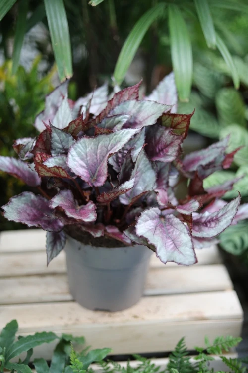 begonia maori haze xl (3).JPG
