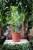 Clusia rosea 'Princess'
