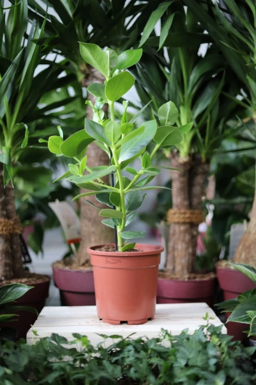Clusia rosea 'Princess'