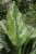 Aglaonema Painted Princess (1).JPG