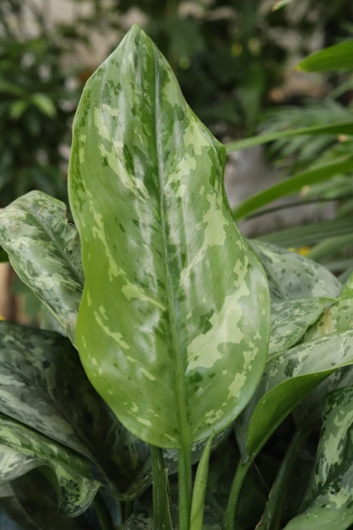 Aglaonema Painted Princess (1).JPG