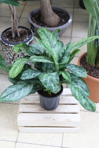 Aglaonema Painted Princess (2).JPG