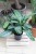 Aglaonema Painted Princess (2).JPG
