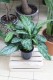 Aglaonema Painted Princess (2).JPG