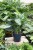 Aglaonema Painted Princess (3).JPG