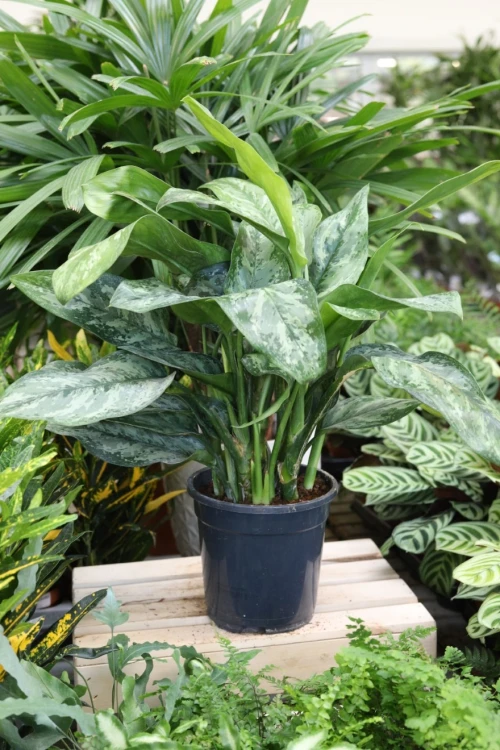 Aglaonema Painted Princess (3).JPG