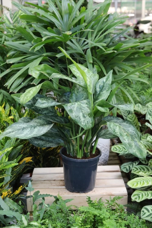 Aglaonema Painted Princess (4).JPG