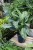 Aglaonema Painted Princess (5).JPG