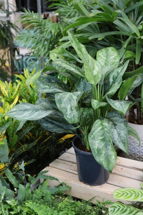 Aglaonema Painted Princess (5).JPG
