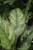 Aglaonema Painted Princess (6).JPG
