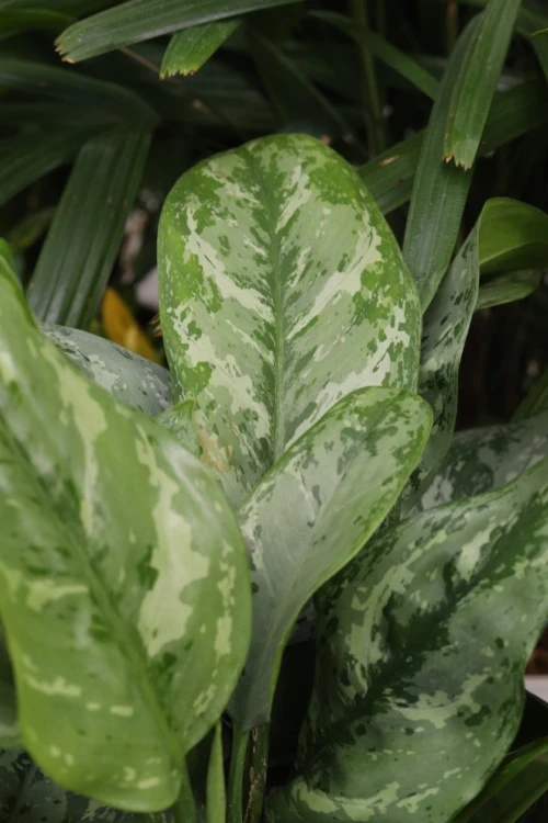 Aglaonema Painted Princess (6).JPG