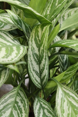 AGLAONEMA SILVER STRIPES (2).JPG