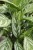 AGLAONEMA SILVER STRIPES (2).JPG