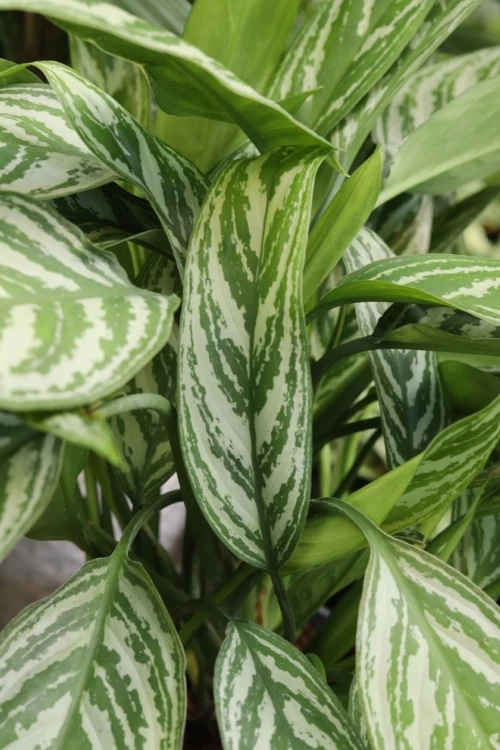 AGLAONEMA SILVER STRIPES (2).JPG