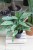 AGLAONEMA SILVER STRIPES (3).JPG