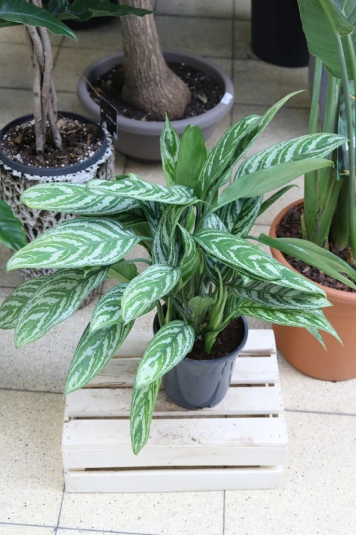 AGLAONEMA SILVER STRIPES (3).JPG
