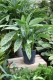 AGLAONEMA SILVER STRIPES (4).JPG