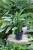 AGLAONEMA SILVER STRIPES (1).JPG