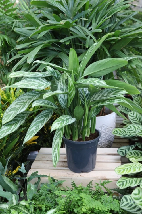 AGLAONEMA SILVER STRIPES (1).JPG