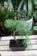 Modrzewnik chiński (Pseudolarix amabilis) Bonsai w granatowej donicy (1).JPG